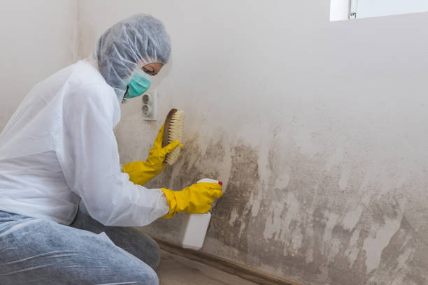 Professional Mold Removal in Copperton, UT