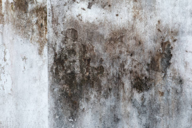 Biohazard Mold Removal in Copperton, UT