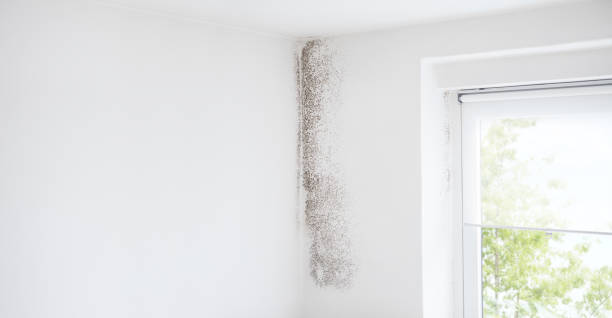 Best Attic Mold Removal  in Copperton, UT