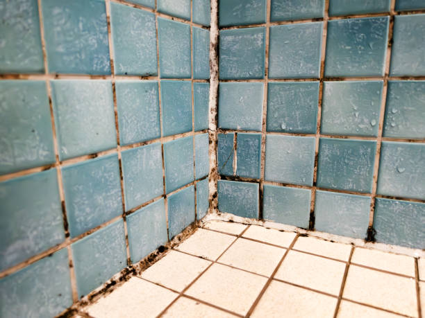 Trusted Copperton, UT Mold Removal Experts