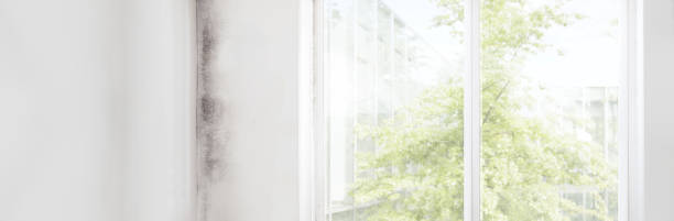 Best Commercial Mold Inspection  in Copperton, UT